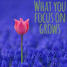what you focus on grows